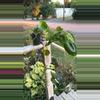 plant/Philodendron Burle Max-0-thumbnail