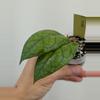 plant/Hoya irina (0018)-1-thumbnail