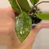 plant/Hoya erythrina splash (0043)-2-thumbnail