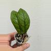plant/Hoya irina (0018)-0-thumbnail