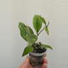plant/Hoya erythrina splash (0043)-0-thumbnail