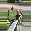 plant/Philodendron Atabapopoense-0-thumbnail
