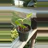 plant/Philodendron Golden Violin-0-thumbnail