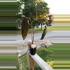 plant/Philodendron Mexicanum-0-thumbnail