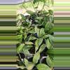 plant/Hoya cuttings variety 5-pack-2-thumbnail
