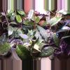 plant/Mystery Hoya Cutting Bundle 10x-9-thumbnail