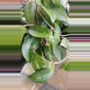 plant/Hoya cuttings variety 5-pack-0-thumbnail