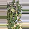 plant/Hoya cuttings variety 5-pack-1-thumbnail