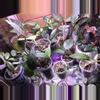 plant/Mystery Hoya Cutting Bundle 10x-8-thumbnail