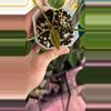 plant/G242 Crystal Dark X Crystal Dark-1-thumbnail