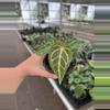 plant/Anthurium regale 4” pot growers choice-2-thumbnail