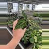 plant/Anthurium regale 4” pot growers choice-4-thumbnail