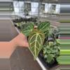 plant/Anthurium regale 4” pot growers choice-0-thumbnail