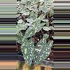 plant/Alocasia 'Hilo Beauty'-0-thumbnail