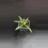 plant/Hoya tsangii albomarginata-0-thumbnail