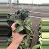 plant/Sansevieria cleopatra 4” pot growers choice-3-thumbnail