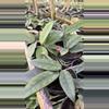 plant/Hoya dasyantha-0-thumbnail