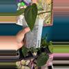plant/G244 (Carla x BVEP) X (AOS x RVDP)-2-thumbnail