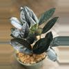 plant/Black ZZ-0-thumbnail