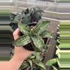 plant/Sansevieria cleopatra 4” pot growers choice-0-thumbnail
