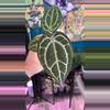 plant/L442 Red Crystal X SKG Purple Emergent-0-thumbnail