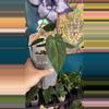 plant/G244 (Carla x BVEP) X (AOS x RVDP)-0-thumbnail