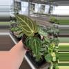 plant/Anthurium regale 4” pot growers choice-1-thumbnail