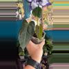 plant/G246 FTG X Port offset-0-thumbnail