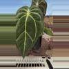 plant/H107 Anthurium BVIT x Zara Michele-1-thumbnail