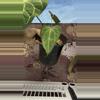 plant/H104 Anthurium BVIT x Zara Michele-1-thumbnail