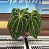 plant/H202 Anthurium BVIT X Zara Michele-0-thumbnail