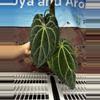 plant/H203 Anthurium BVIT x Zara Michele-0-thumbnail
