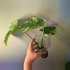 plant/Monstera Legacy Monstera Thai Legacy Exact Plant-2-thumbnail