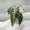 plant/Polly aurea alocasia corm-3-thumbnail