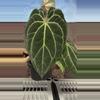 plant/H203 Anthurium BVIT x Zara Michele-1-thumbnail