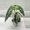 plant/Polly aurea alocasia corm-0-thumbnail