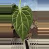 plant/H202 Anthurium BVIT X Zara Michele-1-thumbnail
