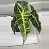 plant/Polly aurea alocasia corm-5-thumbnail