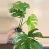 plant/Monstera Legacy Monstera Treasure Monstera Thai Legacy-0-thumbnail
