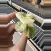 plant/Monstera white monster acclimated tc growers choice-2-thumbnail