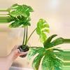 plant/Monstera Legacy Monstera Treasure Monstera Thai Legacy-3-thumbnail
