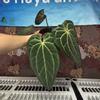 plant/H101 Anthurium BVIT x Zara Michele-0-thumbnail
