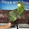 plant/H205 Anthurium Sweet Love Variegated-0-thumbnail