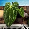 plant/H104 Anthurium BVIT x Zara Michele-0-thumbnail