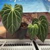 plant/H203 Anthurium BVIT x Zara Michele-0-thumbnail