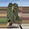 plant/H106 Anthurium BVIT x Zara Michelle-0-thumbnail