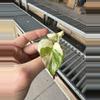 plant/Monstera white monster acclimated tc growers choice-4-thumbnail