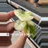 plant/Monstera white monster acclimated tc growers choice-1-thumbnail