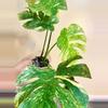 plant/Monstera Legacy Monstera Treasure Monstera Thai Legacy-2-thumbnail