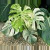 plant/Monstera white monster acclimated tc growers choice-0-thumbnail